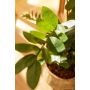 Zamioculcas plant 110cm