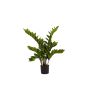 Zamioculcas plant 70cm