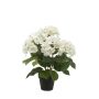 Hydrangea bush cream 40cm in black pot