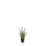 Pennisetum grass 45cm