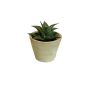 Aloe durban dk green 13cm in aged pot