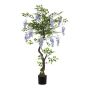 Wisteria parasol blue in pot 150cm