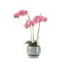 Phalaenopsis pink in pot 43cm