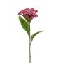 Celosia spray pink 62cm