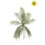 Fern fish bone bush UV 70cm