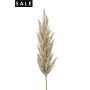 Pampas grass spray cream 115cm