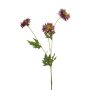 Centaurea spray purple 75cm
