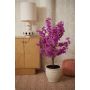 Bougainvillea tree purple 145cm