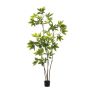 Schefflera multi tree 195cm