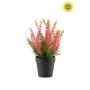 Erica bush UV pink 29cm in black pot