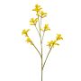 Anigozanthos spray yellow 85cm