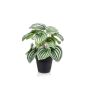 Peperomia bush green/grey 25cm in black pot