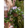 Petunia in hanging basket tt purple 70cm