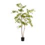 Terminalia tree 205cm (knock down packing)
