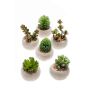 Succulent mix in cement pot 6.5cm