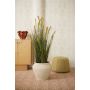 Grass foxtail 120cm