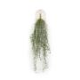Tillandsia hanging bush grey 80cm