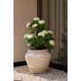 Hydrangea white UV in pot 90cm