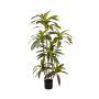 Dracaena plant 170cm (knock down packing)