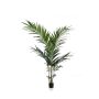 Palm kentia 150cm (knock down packing)
