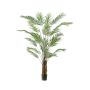 Palm areca 240cm (knock down packing)