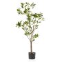 Tea leaf tree 120cm