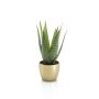 Aloe vera green 30cm in pearlgold pot