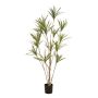 Dracaena multitrunk plant x14 180cm