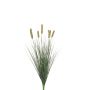 Pennisetum bush 60cm