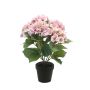 Hydrangea bush pink 40cm in black pot