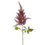 Astilbe spray burgundy 70cm