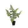 Phlebodium bush green 60cm in black pot