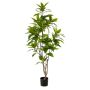 Ficus longifolia tree 180cm