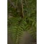 Fern forest on iron stand round hanging 75cm