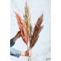 Pampas grass spray cream 115cm