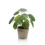 Pilea bush 25cm in tc pot aged