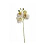 Phalaenopsis spray white 56cm