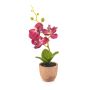Phalaenopsis mini fuchsia in pot 20cm