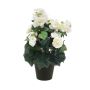 Begonia bush cream 30cm in black pot