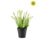 Erica bush UV white 29cm in black pot