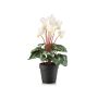 Cyclamen bush white/green 30cm in black pot