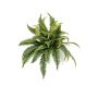 Fern boston bush 45cm
