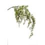 Eucalyptus hanging spray grey/green 120cm