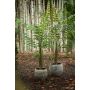Fern leahter green plant 180cm (knock down packing)