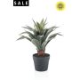 Agave plant UV in black pot 45cm