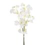 Lathyrus bundle x3 white 48cm