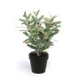 Olive bush green 40cm in black pot