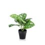Monstera monkey bush green 30cm in black pot
