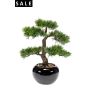 Cedar bonsai 3 in pot 34cm