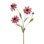 Rudbeckia spray beauty 70cm